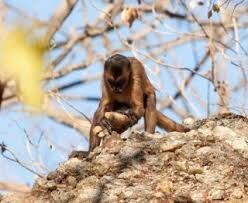 monkey throwing stone